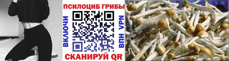 Галлюциногенные грибы Cubensis  купить  цена  Ртищево 